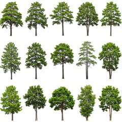 Isolated Trees Transparent Background Green Nature Plant Forest Foliage