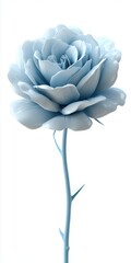 Single Light Blue Rose on White Background