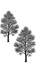 Fototapeta premium Isolated Transparent Trees Silhouette Nature Plant on Black Background