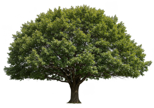 Isolated Tree Illustration Lush Green Foliage Transparent Background