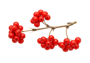 Isolated Red Rowan Berries Branch Transparent Background Detailed