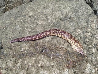 磯の上の釣りたてのウツボ