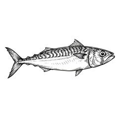Mackerel Fish Illustration Seafood Animal Isolated Transparent Background