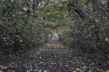 Scary Pathway Through Dense Forest in Autumn