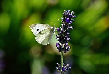  isolated cabbage white butterfly in closeup view. Pieris rapae. small cabbage white. blooming purple lavender flower. lavandula. macro view. late spring and early summer scene. wildlife and nature.
