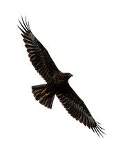 Obraz premium Majestic Eagle Flying Bird with Wings Spread Transparent Background