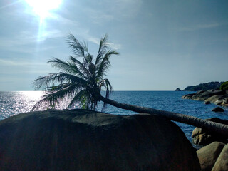 Beautiful Tropical Seascape with Coconut Tree and Clear Blue Sea on Phuket Island, Thailand