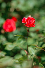 Vibrant red rose blooming among lush green foliage in a garden setting