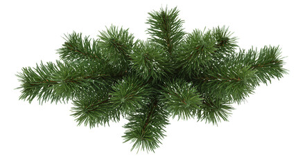 Pine Branch Christmas Ornament Transparent Background Holiday Decor