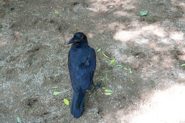 A black crow standing on a dirt path with scattered leaves and dappled sunlight, set in a natural outdoor environment.