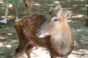 Close-up of a young Sika Deer with spotted coat in a natural setting, ideal for wildlife and nature...