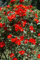Fototapeta premium Vibrant red roses blooming in a lush garden during summer sunlight