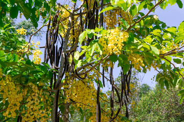 Lush Golden Shower Tree (Cassia fistula) with vibrant yellow flowers and long seed pods against a green backdrop, perfect for nature and tropical designs.