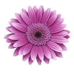 Pink Gerbera Bloom Isolated Floral Blossom Spring Flower Illustration