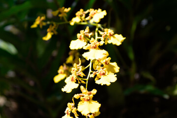 Vibrant yellow orchids hanging from a stem against a dark green background, perfect for botanical and nature-themed designs.