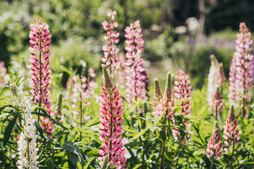 Vibrant lupine flowers bloom in a sunny garden during springtime