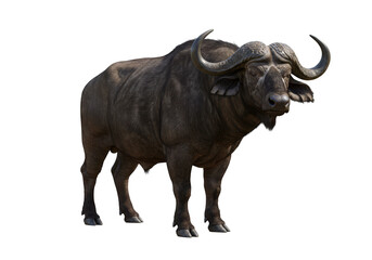 Obraz premium Isolated Buffalo Large Animal Wildlife Isolated on Transparent Background