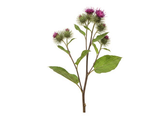 Purple Burdock Plant Flower Nature Floral Medicinal Herb Isolated PNG