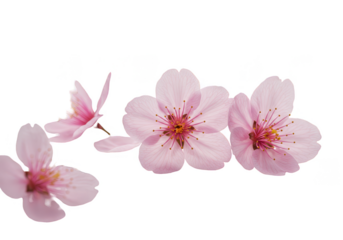 Pink Blossom Flowers Transparent Floral Background Spring Blooms