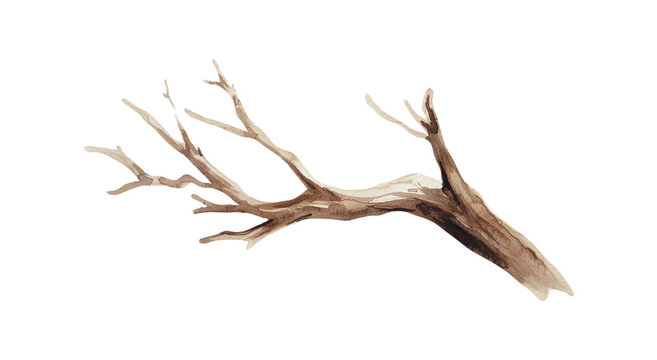 Watercolor illustration of a bare tree branch on white background