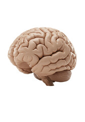 Realistic Brain 3D Render Organ Human Body Intelligence Anatomy