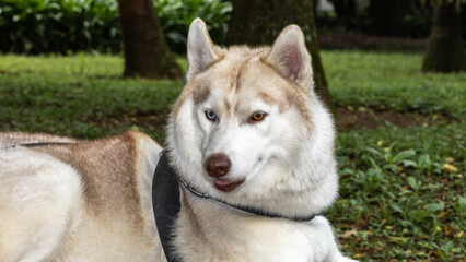 siberian husky dog