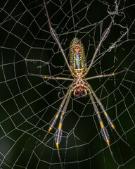 spider on a web
