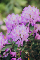 Fototapeta premium Blooming purple rhododendrons in a lush garden during spring season