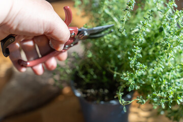 Woman cutting thyme herb branches by scissors