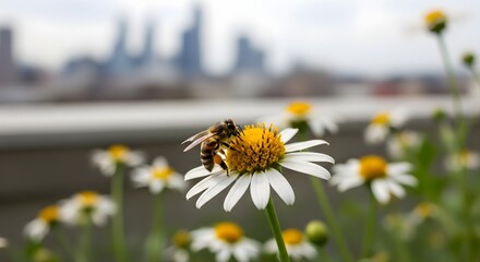 Bee Pollinating Daisy Flower with City Skyline in Soft Focus Background