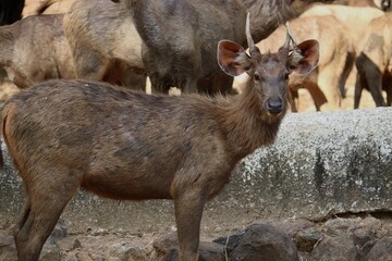 Calm deer gazes peacefully into distance from forest meadow