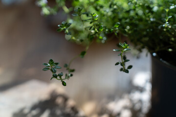 Fresh herbs in eco-friendly pots on sunny background