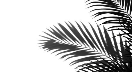 Tropical Palm Leaf Silhouette on Transparent Exotic Background Image