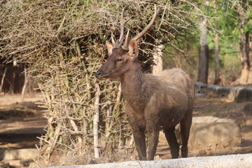Curious deer explores wild brush area near forest edge