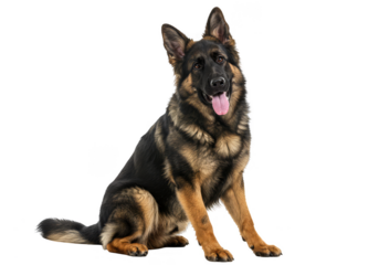 Sitting German Shepherd Isolated for Design Transparent Background
