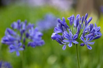 Blue agapanthus or African lily of nile flower is blooming in summer season for ornamental garden concept