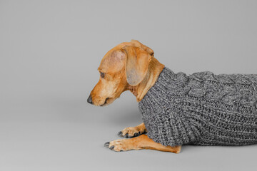 Side profile of dachshund in gray sweater for elegance, pet clothing and fashion detail concept