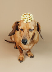 Dachshund standing with gold bow on head, concept holiday surprise or pet gift
