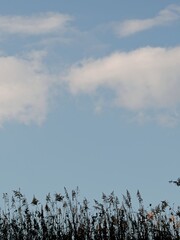 植物と空の背景素材