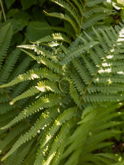 Beautiful green fern in the forest.