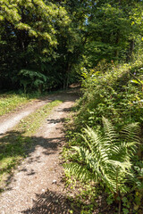 Beautiful green fern on the forest path
