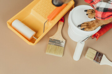 Dog paws holding paint bucket, concept dog DIY home improvement assistant
