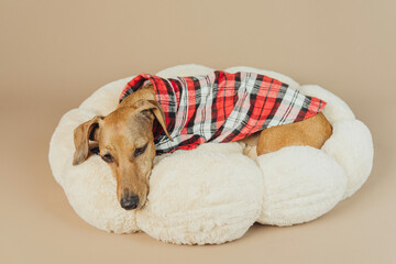 Closeup of dachshund face on plush bed, concept sleepy cozy pet moment