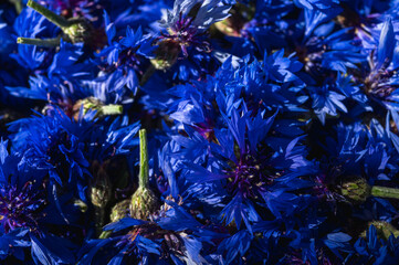Captivating close-up of vibrant blue cornflower petals. Rich, intense hues and delicate textures...