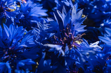 Beautiful background of fresh blue cornflower petals (Centaurea cyanus). Summer wildflower texture....