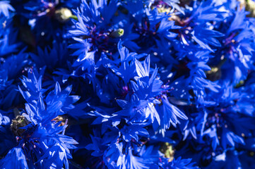 Captivating close-up of vibrant blue cornflower petals. Rich, intense hues and delicate textures...