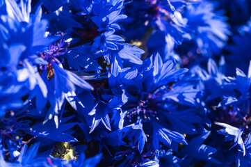 Captivating close-up of vibrant blue cornflower petals. Rich, intense hues and delicate textures...