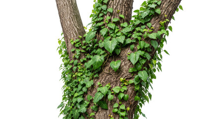 Isolated Green Ivy Climbing on Tree Trunk Transparent Background