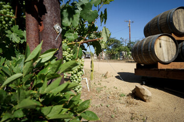 ワイナリーに実ブドウとブドウ樽