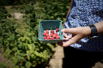ラズベリーー、フルーツ狩りを楽しむ